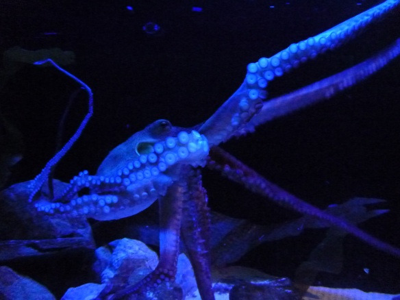 Plymouth Aquarium Octopus