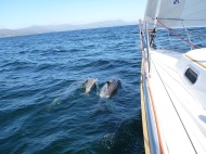Bantry Bay Delfine